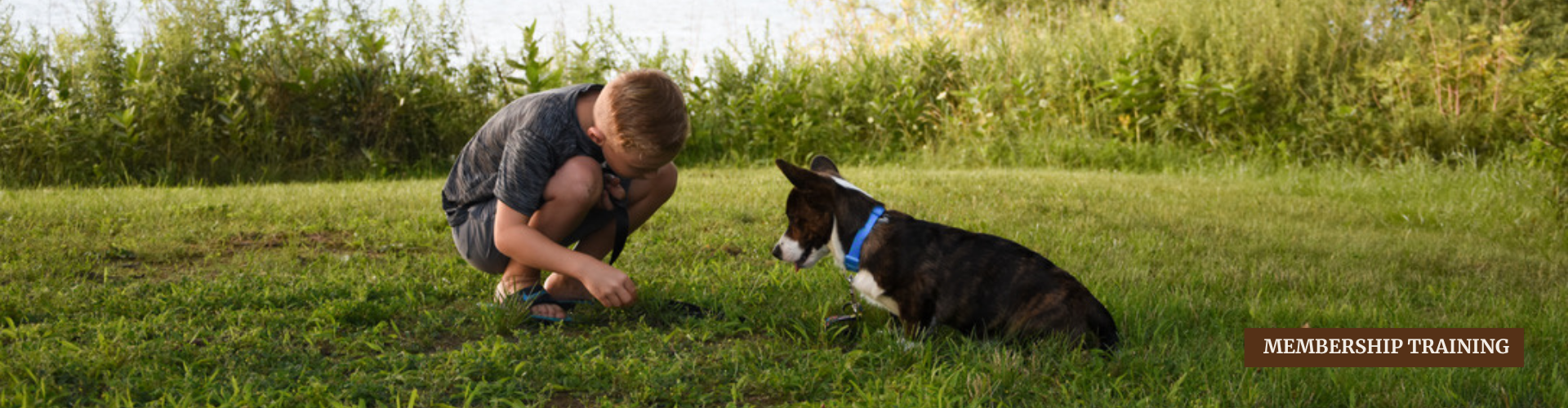 Dog Training Memberships - Sit N Stay Professional Dog Training